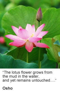 Lotus-Power-Seminare